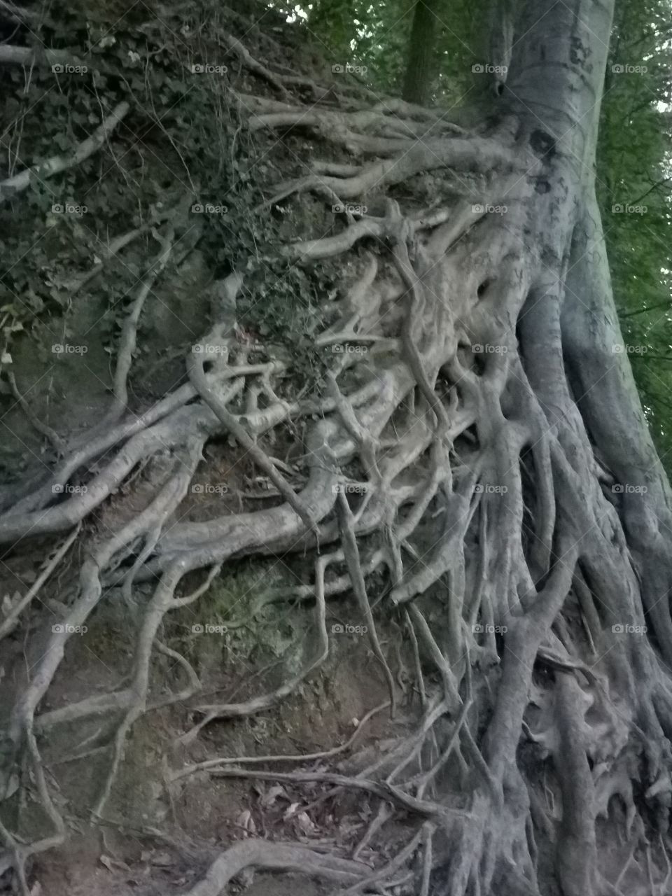 rooted