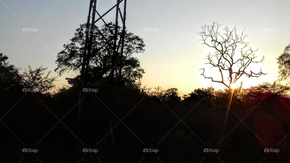 Tree, Silhouette, Landscape, No Person, Sunset