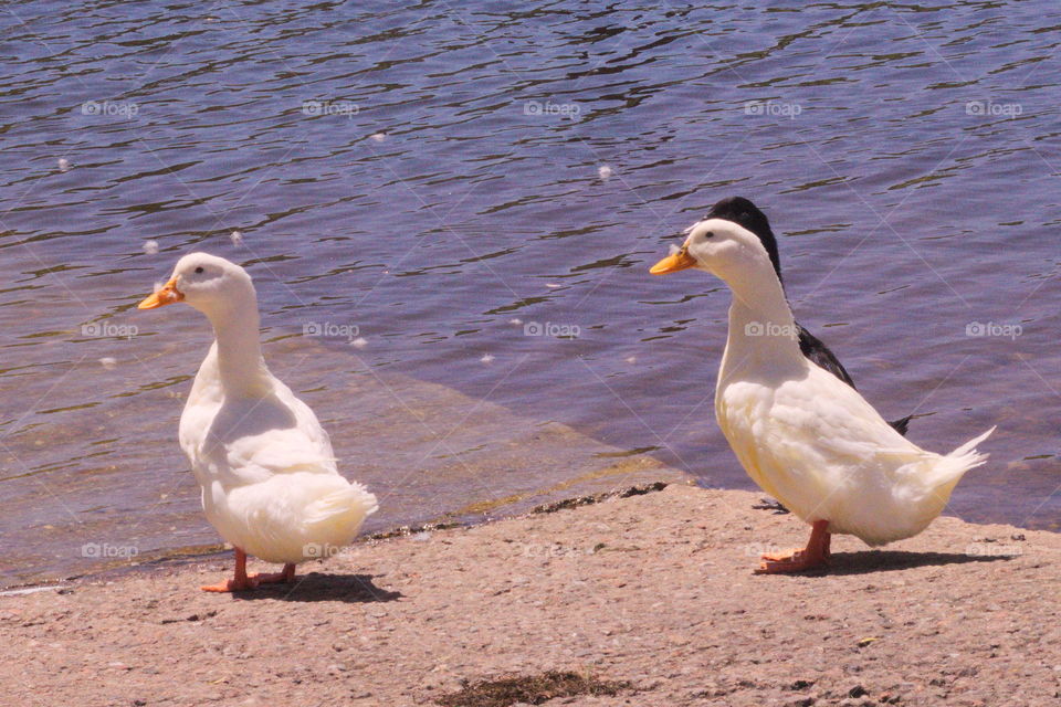 quacks