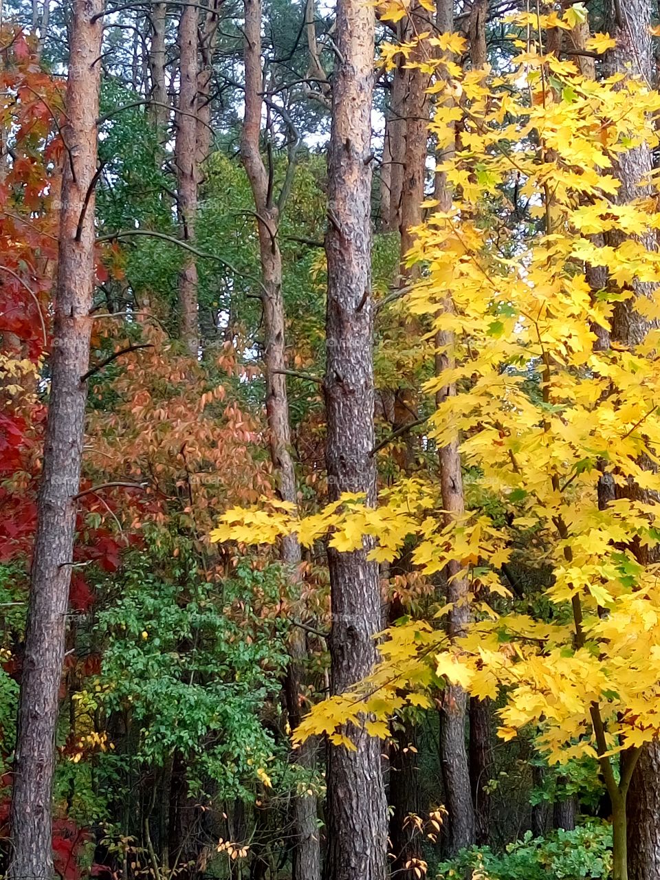 polish nature,  autumn