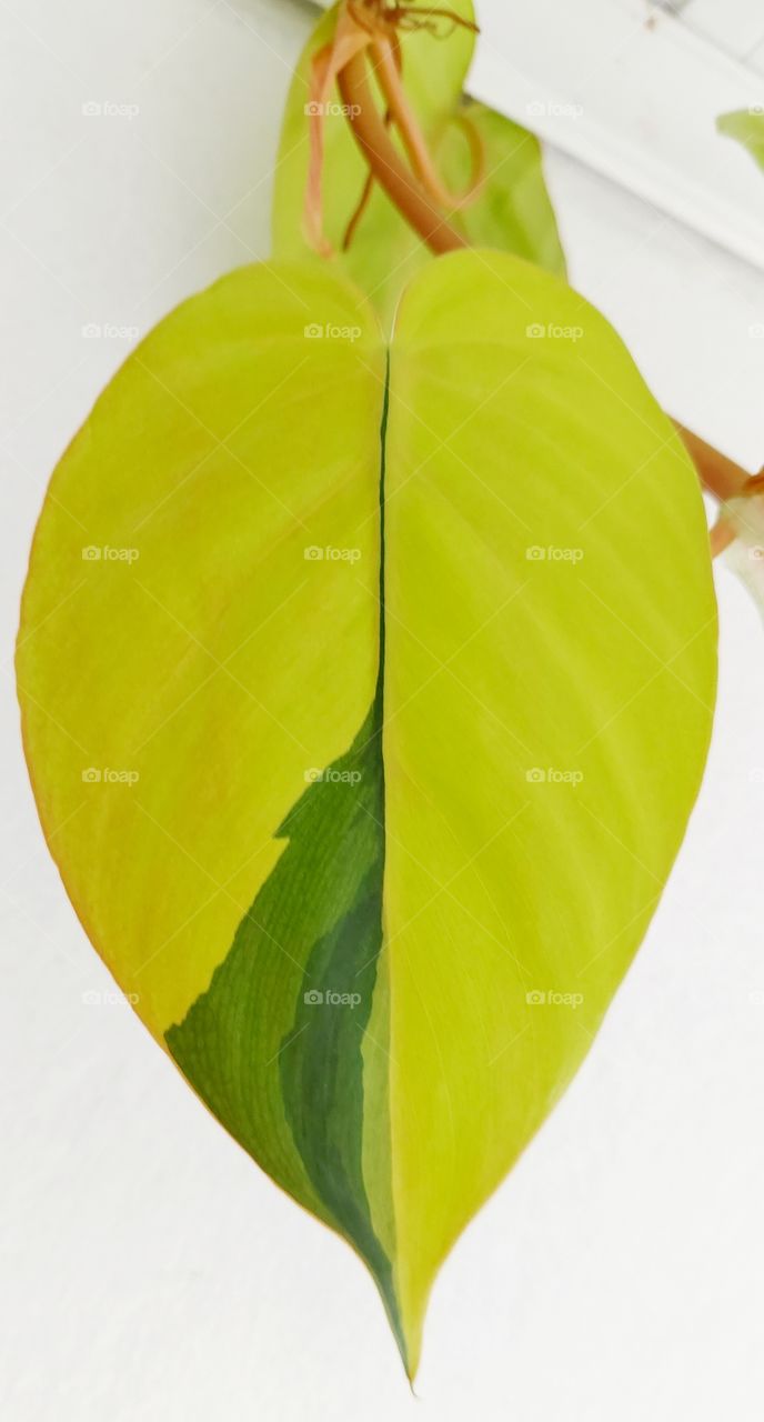 Trepadeira linda planta que se adapta ao ambiente interno e teimosamente vive.