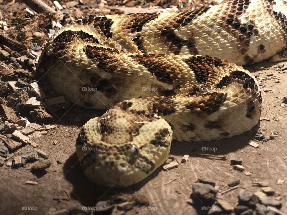 Puff adder bitis arietans, large, venomous snake