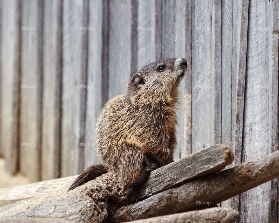 Baby Goundhog. Baby Groundhog aka Woodchuck