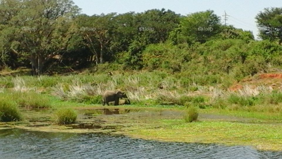 Elephant at River Kruger Park SOUTH AFRICA