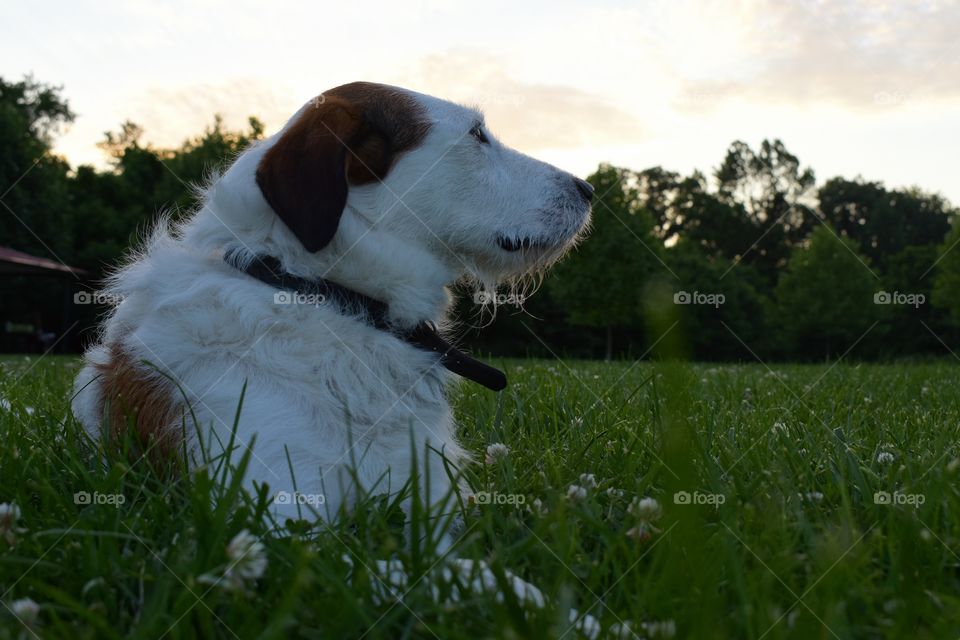 Beautiful terrier hound mixed breed dog resting in field of grass in summer evening sunlight 
