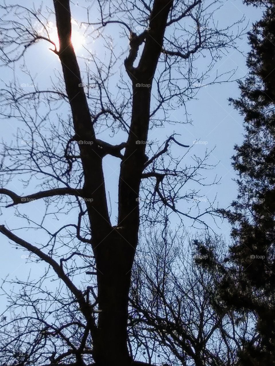 morning sun behind a tree