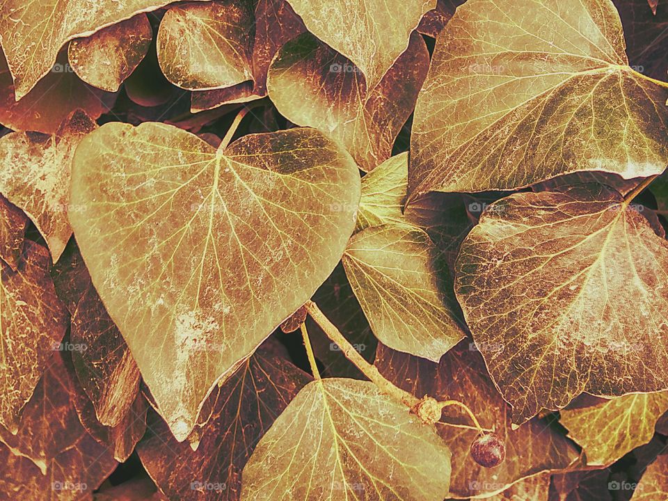 leaves in brown-yellow shades