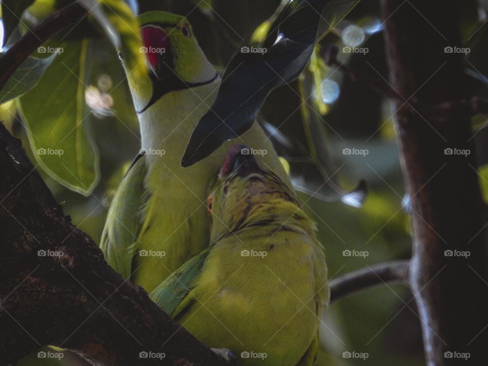 Lovely Parrot Couple