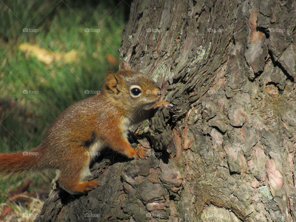 Red squirrel surprised I was sitting next to the tree.