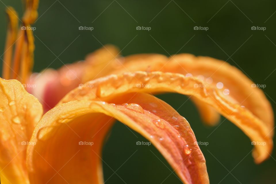 Morning dew drop on flower