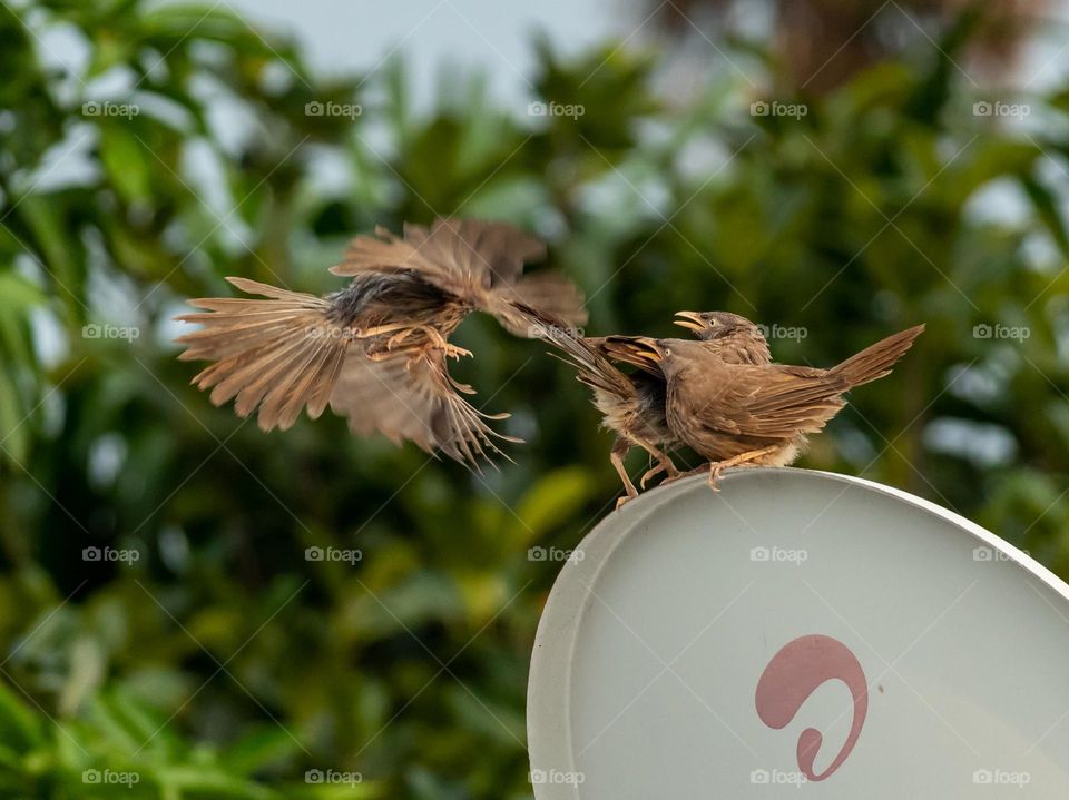 Jungle babbler