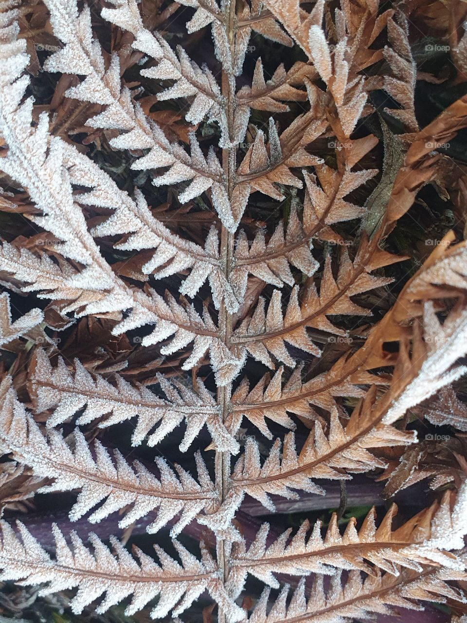 Autumn fern
