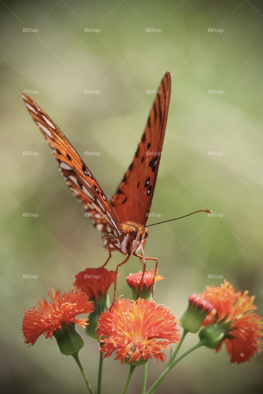 A Gulf Fritillary lands on a bright orange flower and takes a moment to rest in the warm sunshine