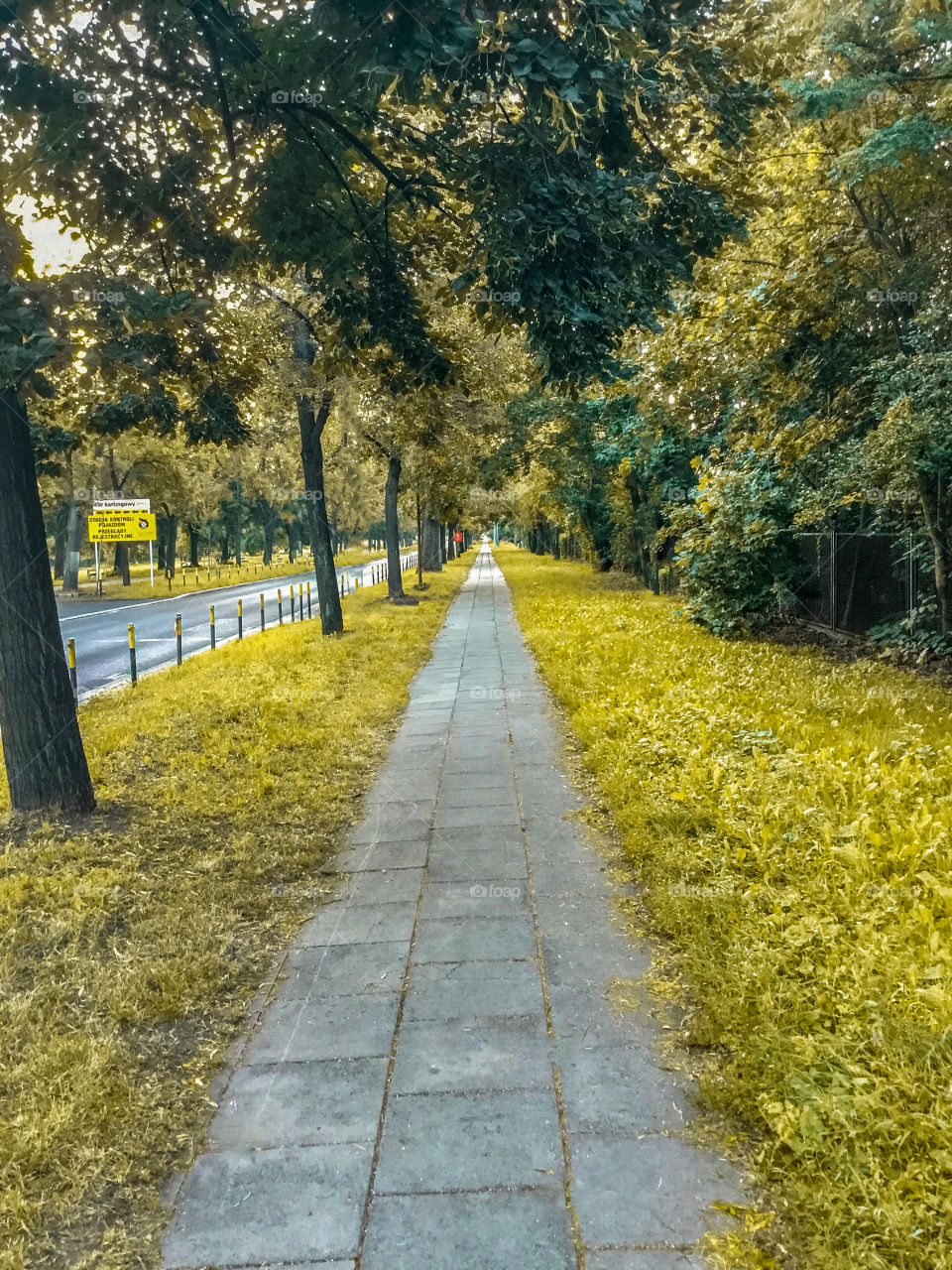 A yellowish-greenish empty beautiful natural pathway in Poland