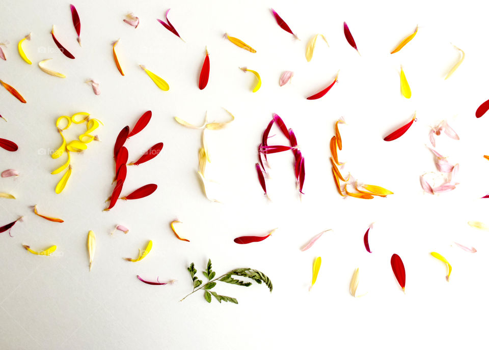 Flower petals spelling the word "petals"