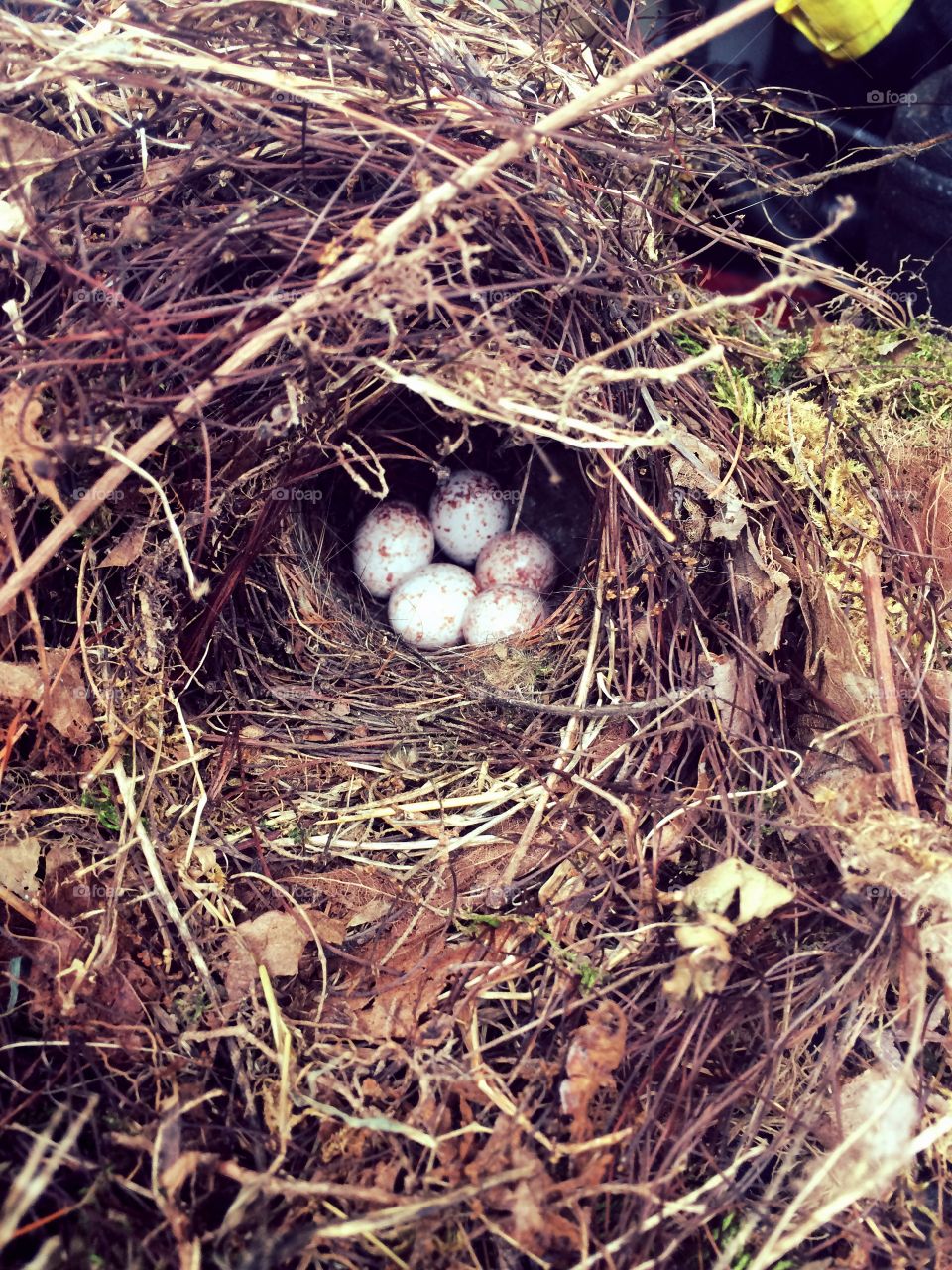 Nesting eggs 
