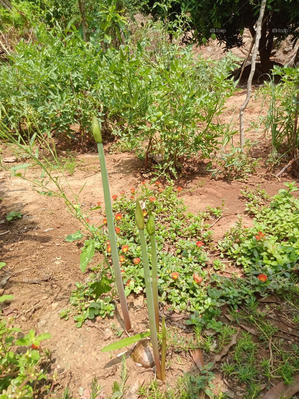 ravarma, Ready to bloom