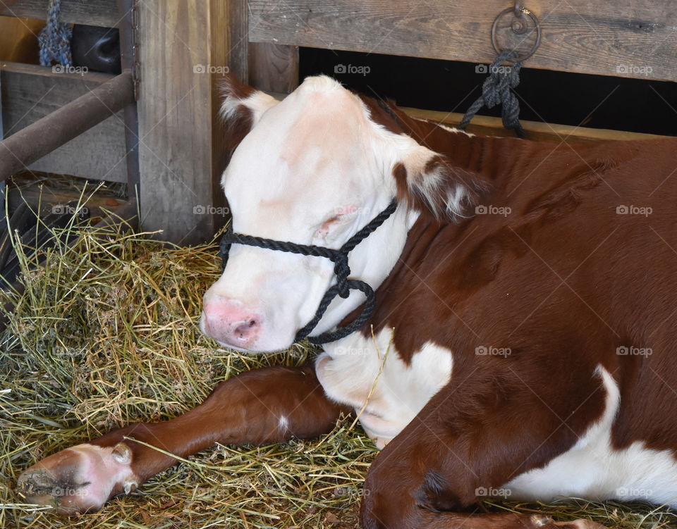 Steer resting at the county fair