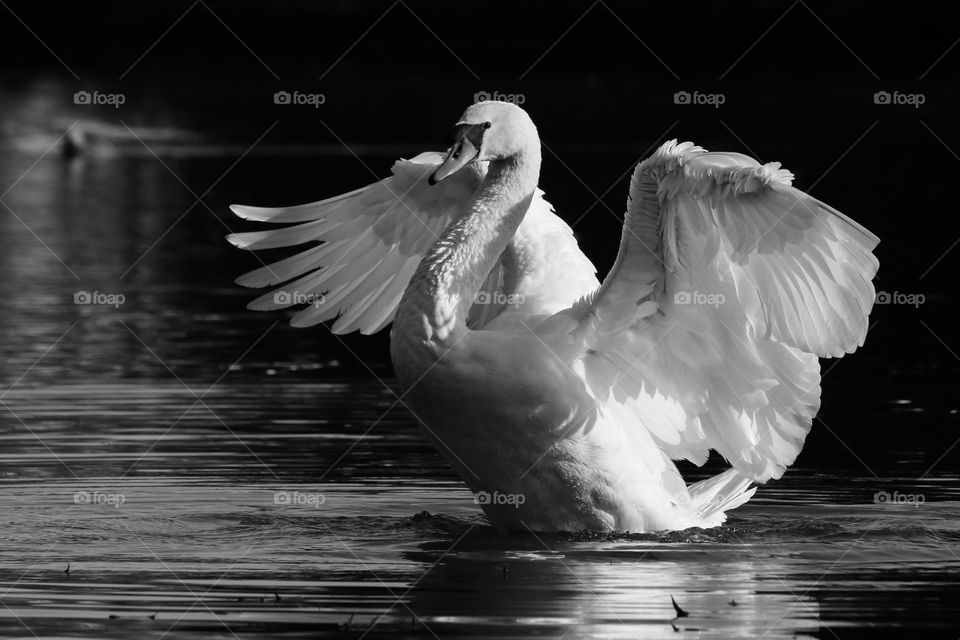 White Swan in black and white