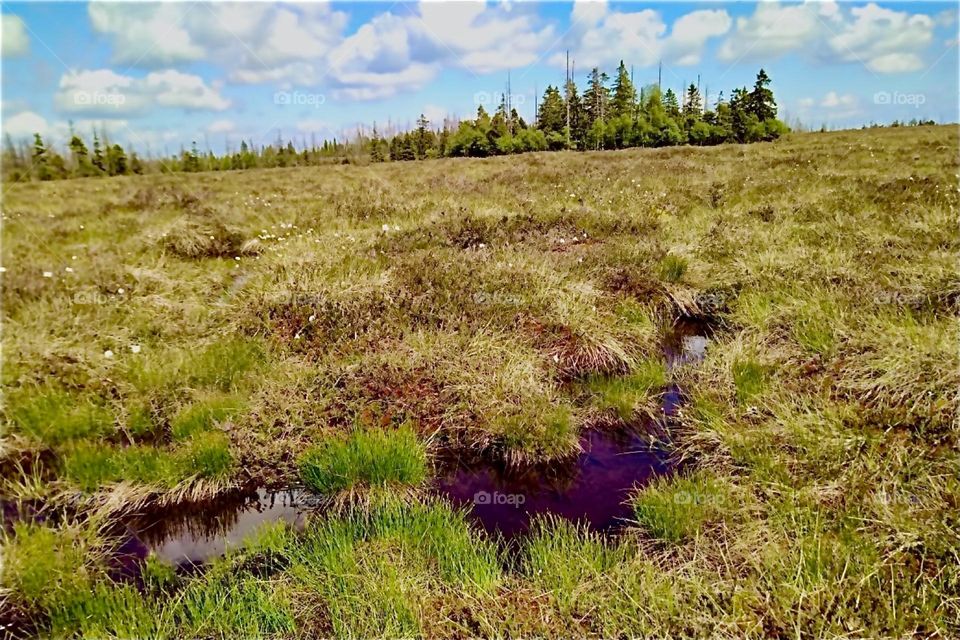 This is peatland by „Torfhaus“ in „Harz“, „Saxony-Anhalt“ in former „East Germany“, the „DDR“ or „German Democratic Republic“. 2024. Hypnotic Productions
