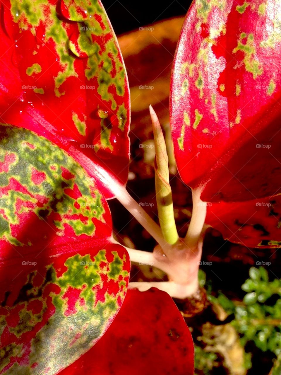 Green and red flower