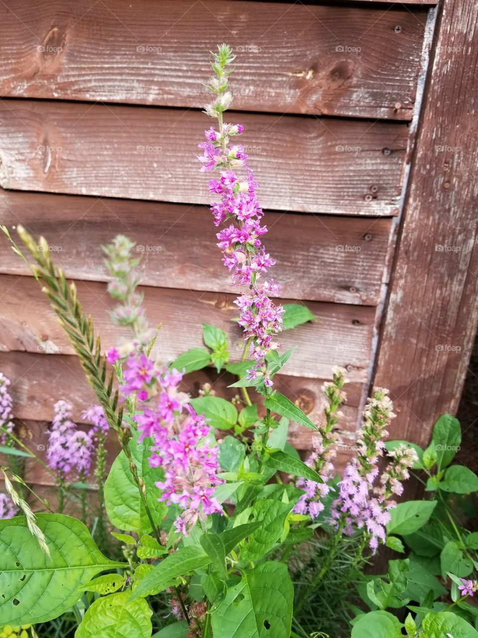 Flower, Flora, Nature, Leaf, No Person