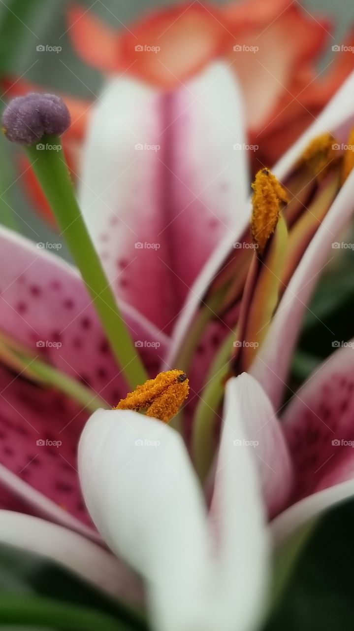Close up floral
