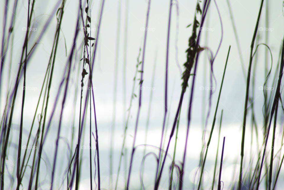 beach ocean sea oats sea grass by sher4492000