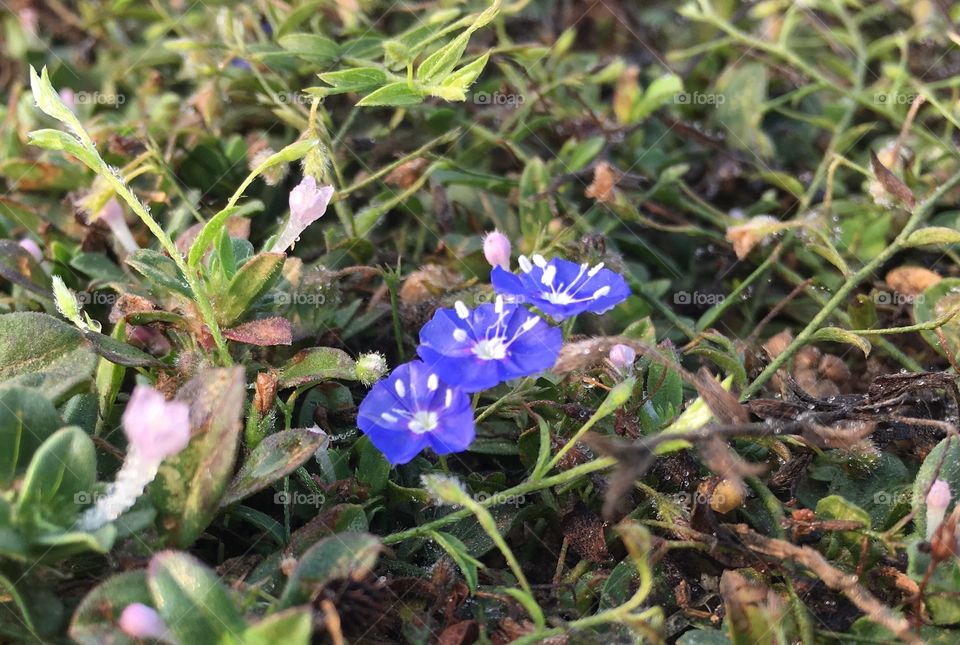 Tiny flowers..