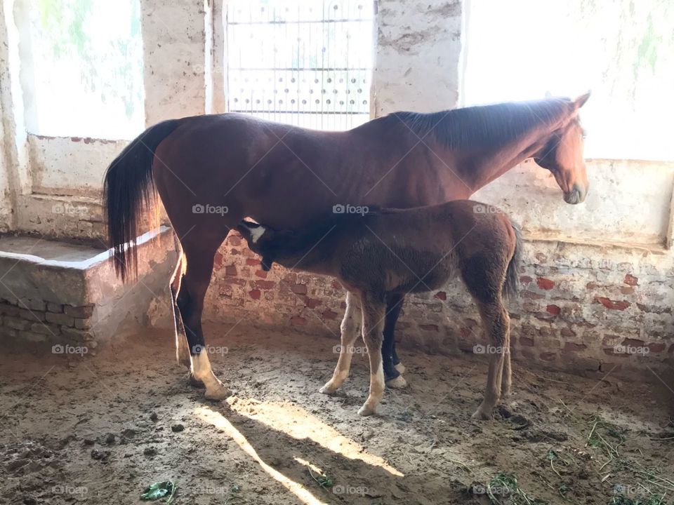Newborn Foal and Mare