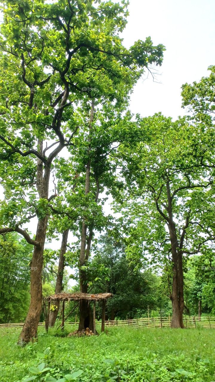 Jaher Than, the place of worship of the nature-worshipping primitive tribe of Sabars