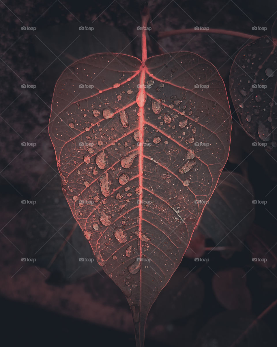 Drops on leaf- Red tone,
Picture has been captured during rain with Realme 6i, here I mainly focused on perspective and achieved it using 3X3 grid line option.