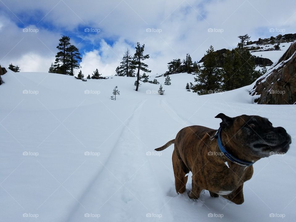 Thor running in the snow up in the Sierras!