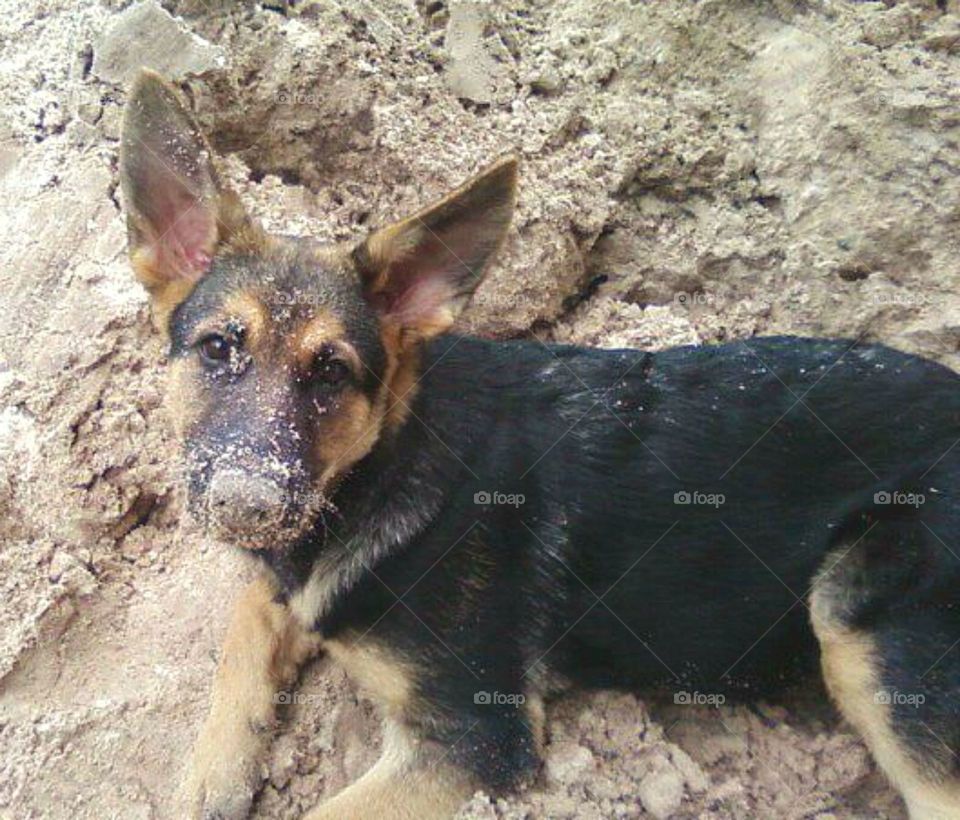 Baby german shepherd playing in dirt