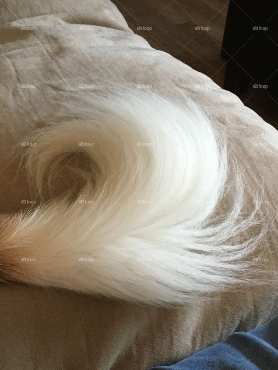 Puppy tail