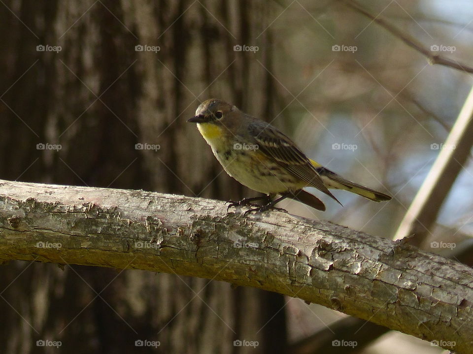 Bird perching on branch