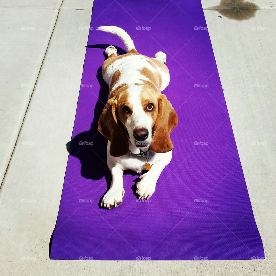 basset hound doing yoga