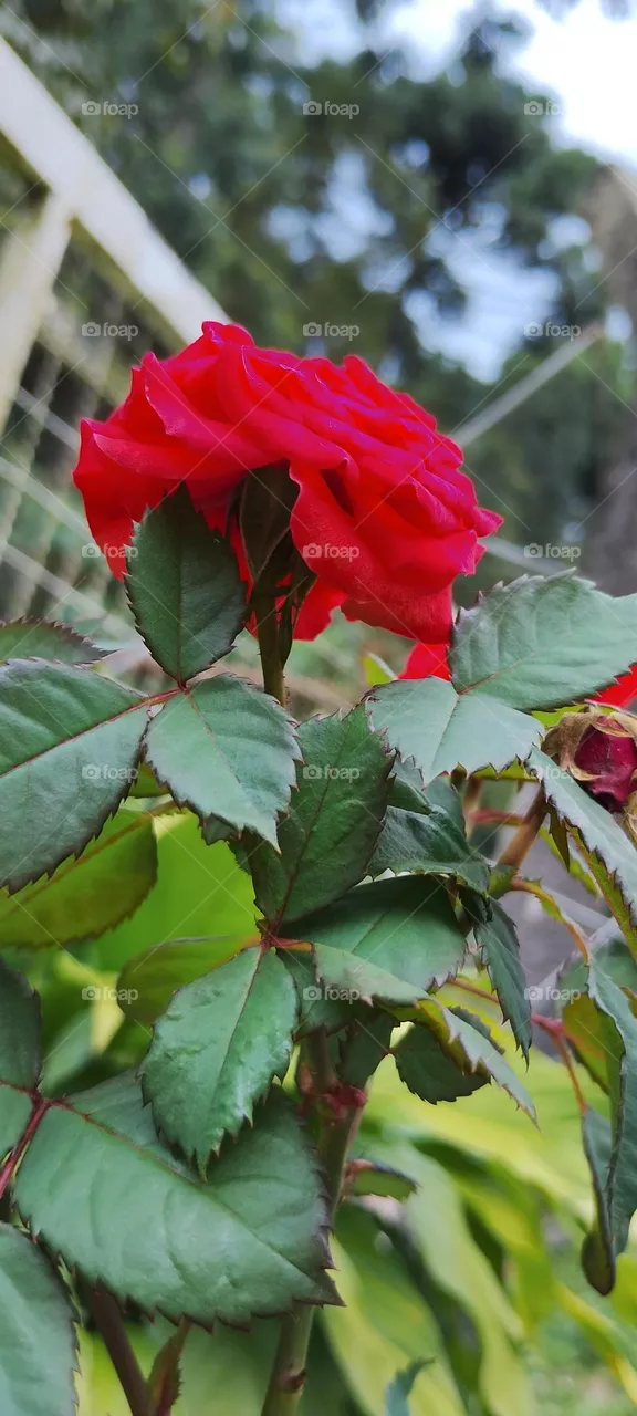 🌹 red roses