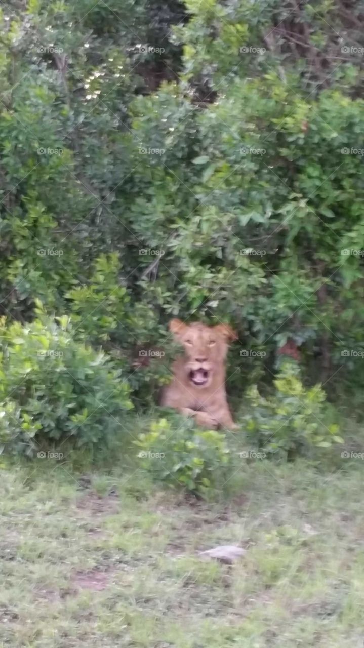 lion in bush