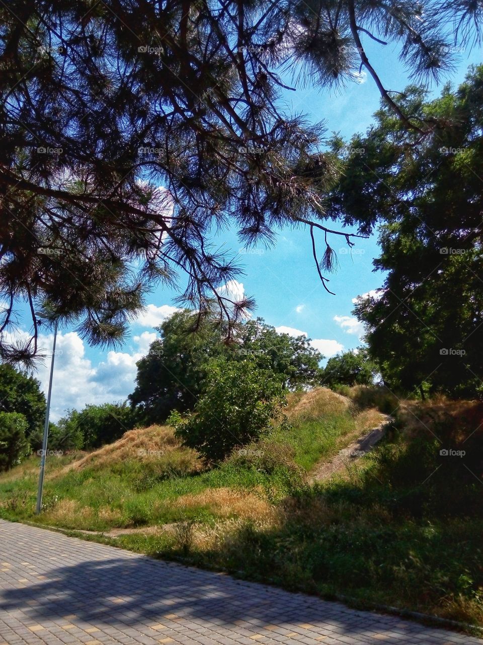 park alley sky trees парк аллея небо деревья