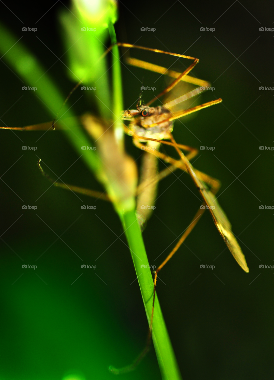 Insect, Invertebrate, Spider, Leaf, Nature