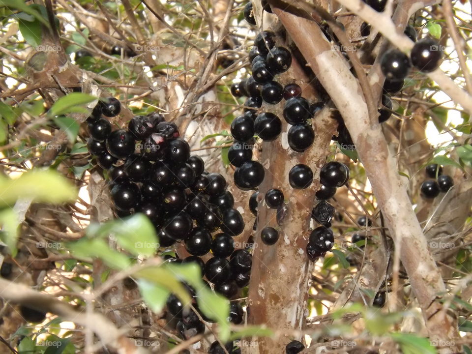 jabuticaba