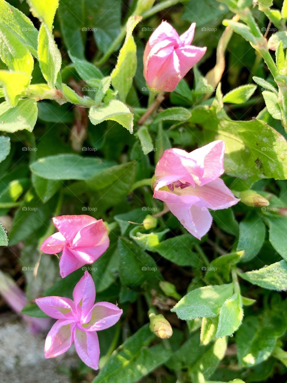 Overhead view of pink bindweed in sunlight