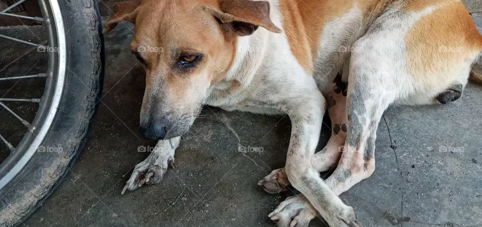 The sad dog