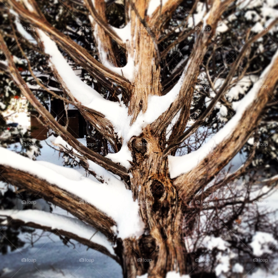 grand canyon national park snow winter tree by Jo13540
