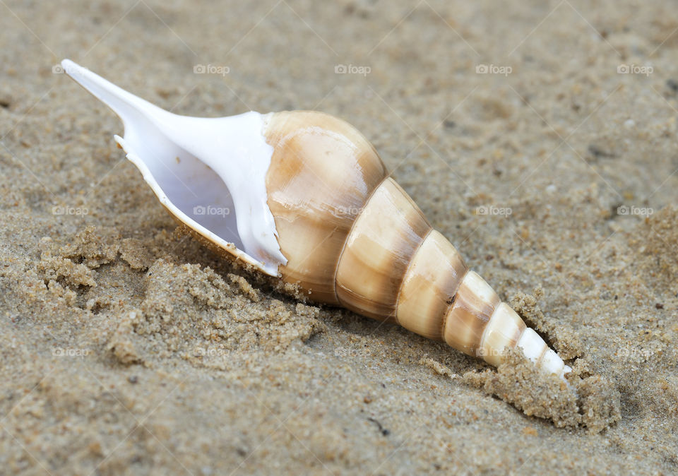 Closeup view of a brown and cream striped spiral shell on a sandy beach.