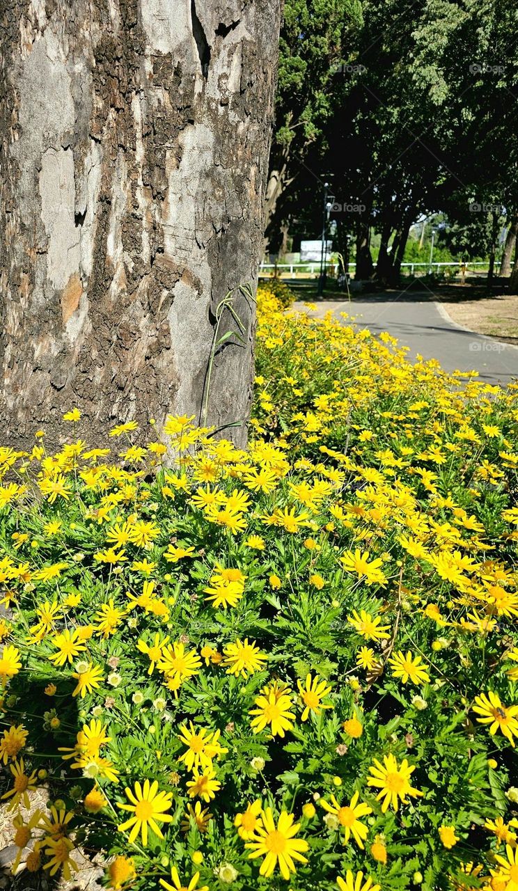 "Sunshine flowers" lots of yellow daisies line a paved path where walkers and joggers can enjoy a moment of well-being, of wellness. Landscaping promotes good health.