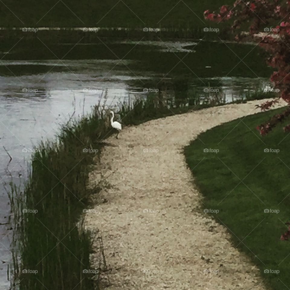 Crane or egret by pond. 