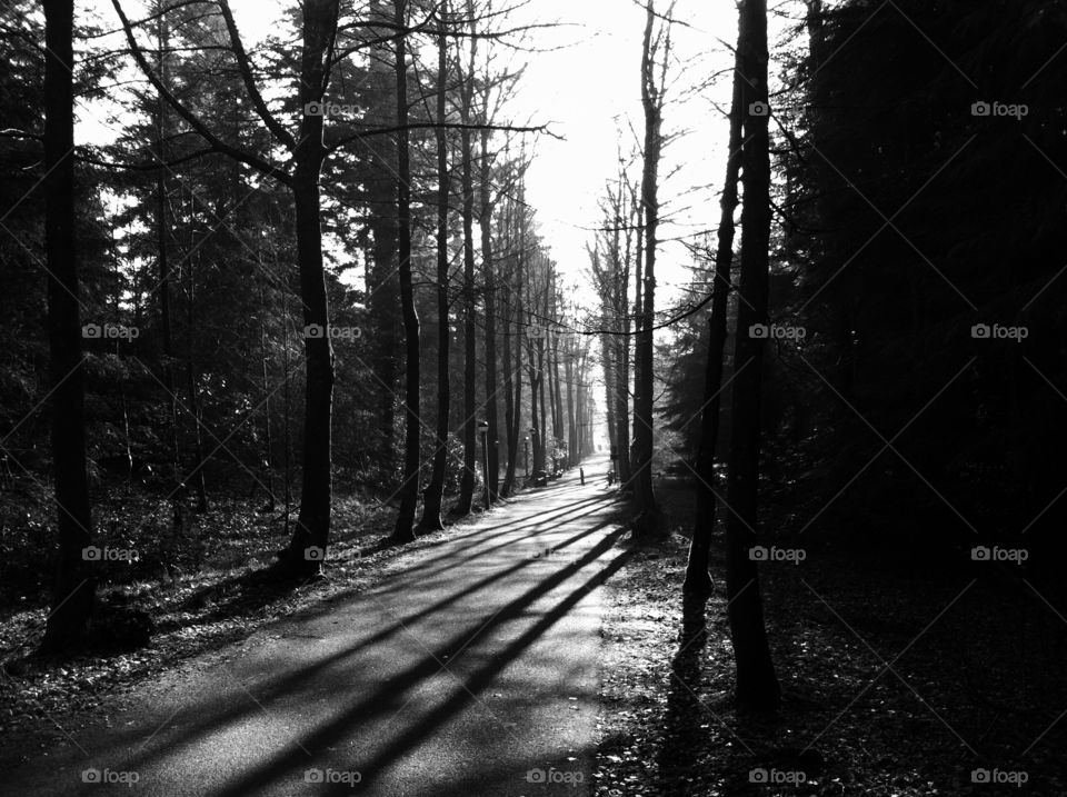 A sunny path through a forest