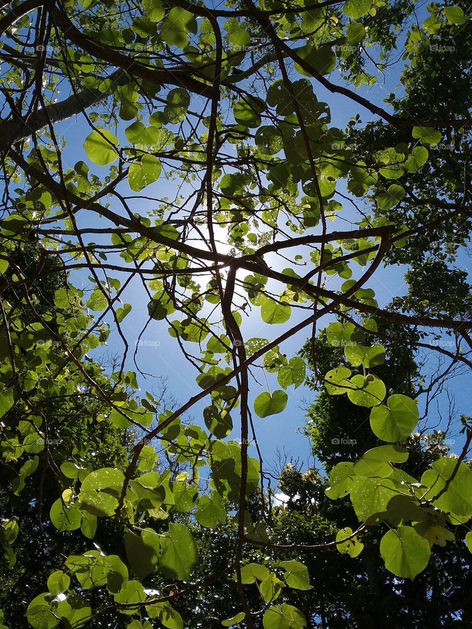 Burleigh Hill Qld ..